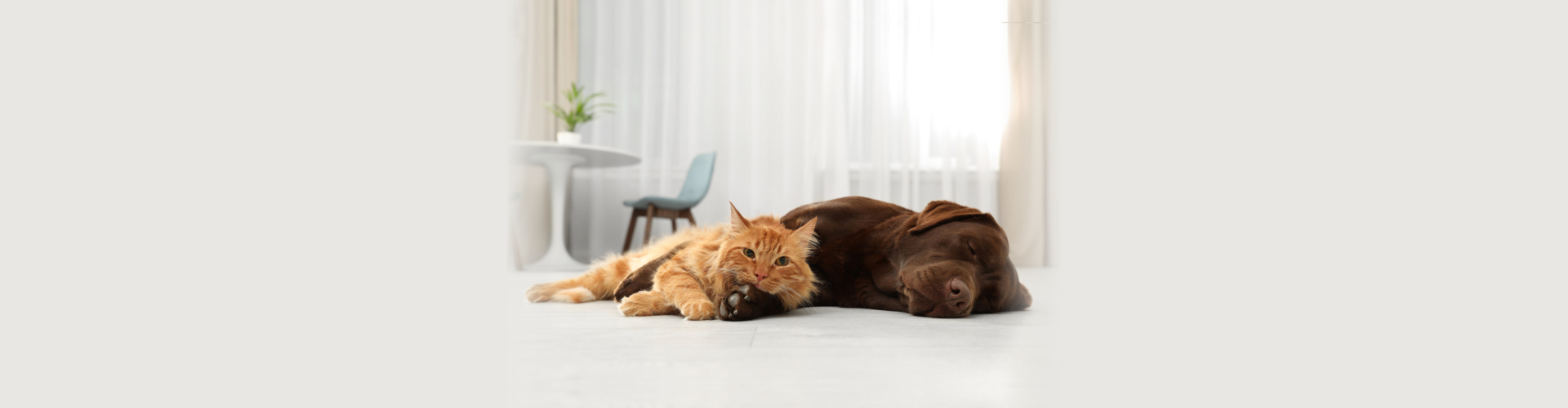 Cat and dog looking at camera on floor